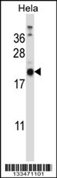 PRRG1 Antibody (N-term)