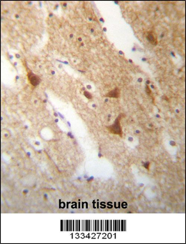 ELAVL3 Antibody (N-term)