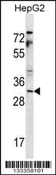 YAE1 Antibody (Center)
