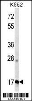 APOO Antibody (N-term )