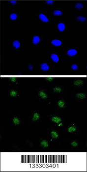 PTEN Antibody (C-term)