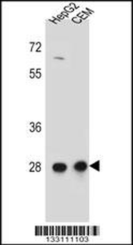 CCDC134 Antibody (C-term)
