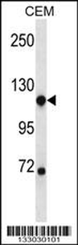 NDST1 Antibody (C-term)