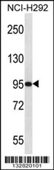 PAPOLG Antibody (C-term)