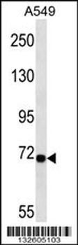 LRP10 Antibody (N-term)