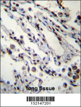 HIST1H2BN Antibody (N-term)
