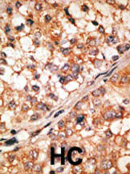 Bim BH3 Domain Antibody