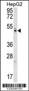 WDR12 Antibody (Center)
