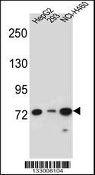 LNX2 Antibody (C-term)