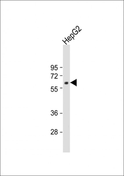 MPP3 Antibody (C-term)