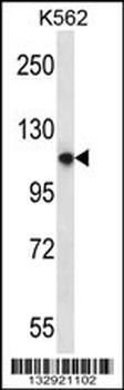 PLEKHM1 Antibody (N-term)