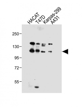 MMRN2 Antibody (C-term)