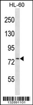 ARPP-21 Antibody (N-term)