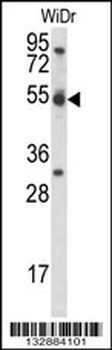 CCNI Antibody (C-term)