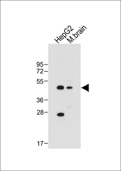ASAM Antibody (Center)