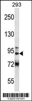 GCC1 Antibody (C-term)
