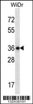 EAPP Antibody (C-term)
