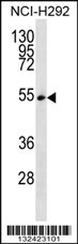 SFRS11 Antibody (C-term)
