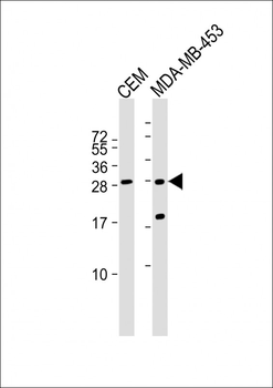 IFI6 Antibody (N-term)
