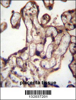 MORN3 Antibody (Center)