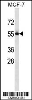 PVRL3 Antibody (C-term)