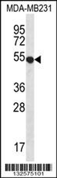 GPR34 Antibody (Center)