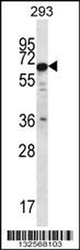 PHACTR3 Antibody (N-term)