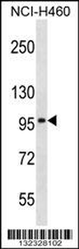SLC8A3 Antibody (C-term)