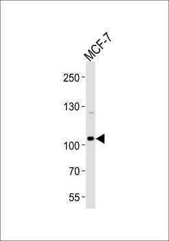SULF2 Antibody (C-term)