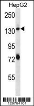 PLEKHH1 Antibody (C-term)