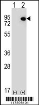 ELF4 Antibody (N-term)