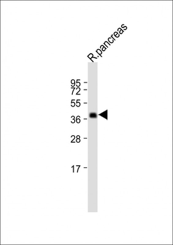 SLC30A7 Antibody (N-term)