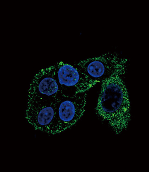 CYP2S1 Antibody (C-term)