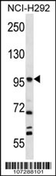 FAP Antibody