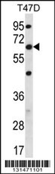 FA83D Antibody (C-term)