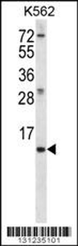 MEIG1 Antibody (Center)