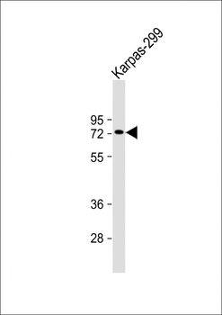 PIAS1 Antibody (C-term)