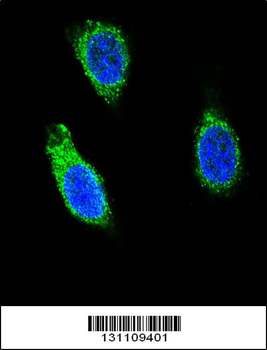 RNH1 Antibody (C-term)
