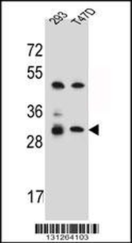 OR4P4 Antibody (C-term)