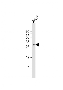 FSTL3 Antibody (C-term)