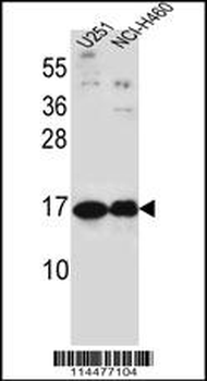 PTN Antibody (C-term)