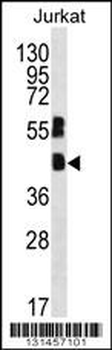 MAFB Antibody (C-term)