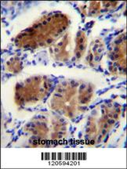LUC7L Antibody (Center)