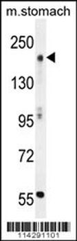 MOZ/MYST3 Antibody (C-term)