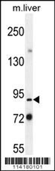 Mouse Parp9 Antibody (N-term)