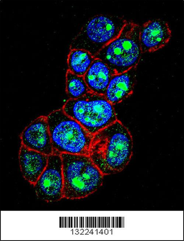 PYGO1 Antibody (C-term)