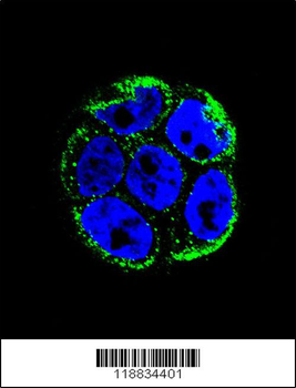 VILL Antibody (Center)