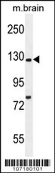 Kif5C-2 Antibody