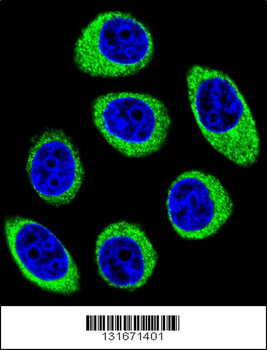 PCDH1 Antibody (N-term)