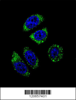 EDN1 Antibody (C-term)